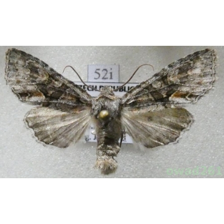 Dichonia convergens (Denis & Schiffermüller, 1775) Czech52i